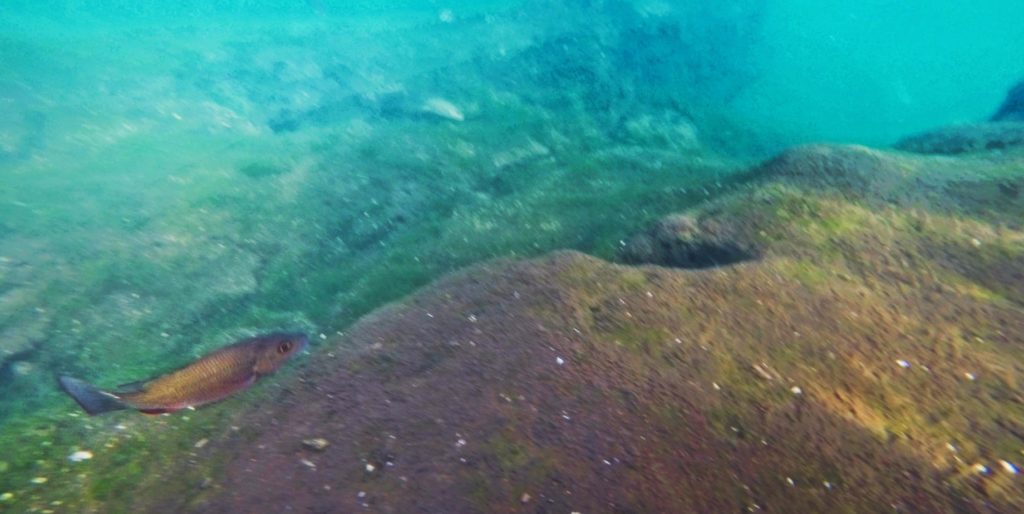 Snorkeling in Crystal River Florida Keyhole 1