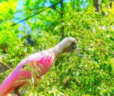 Spoonbill at Homosassa Springs State Park Florida 1