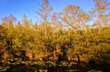 Still water in Big Cypress National Preserve 1 (1)