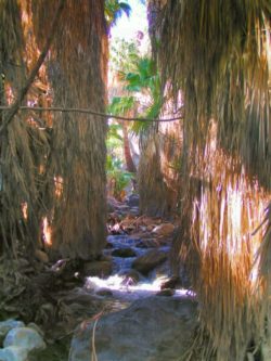 Stream through palms in Indian Canyons at Agua Caliente Palm Springs 1