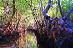 Traveling through Mangroves Airboat Ride Everglades City Florida 1