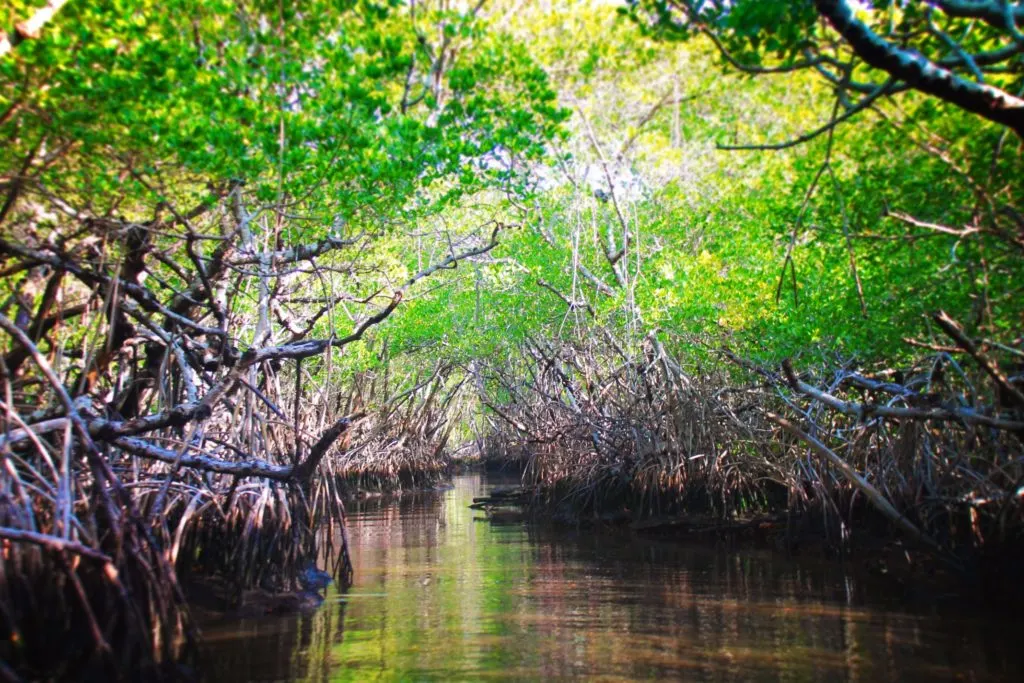 Traveling through Mangroves Airboat Ride Everglades City Florida 2