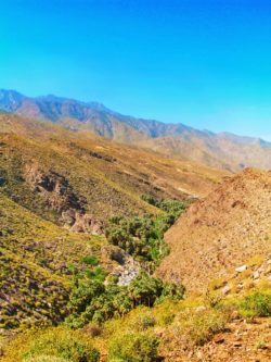 View of Indian Canyons at Agua Caliente Palm Springs 3