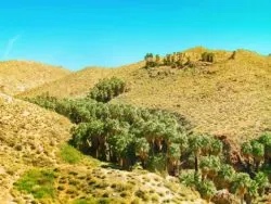 View of Indian Canyons at Agua Caliente Palm Springs 2