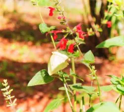 Yellow Butterfly in Garden at Rainbow Springs State Park 1