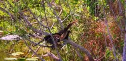 Anhinga bird drying feathers on Fountain of Youth Ecotours in Florida