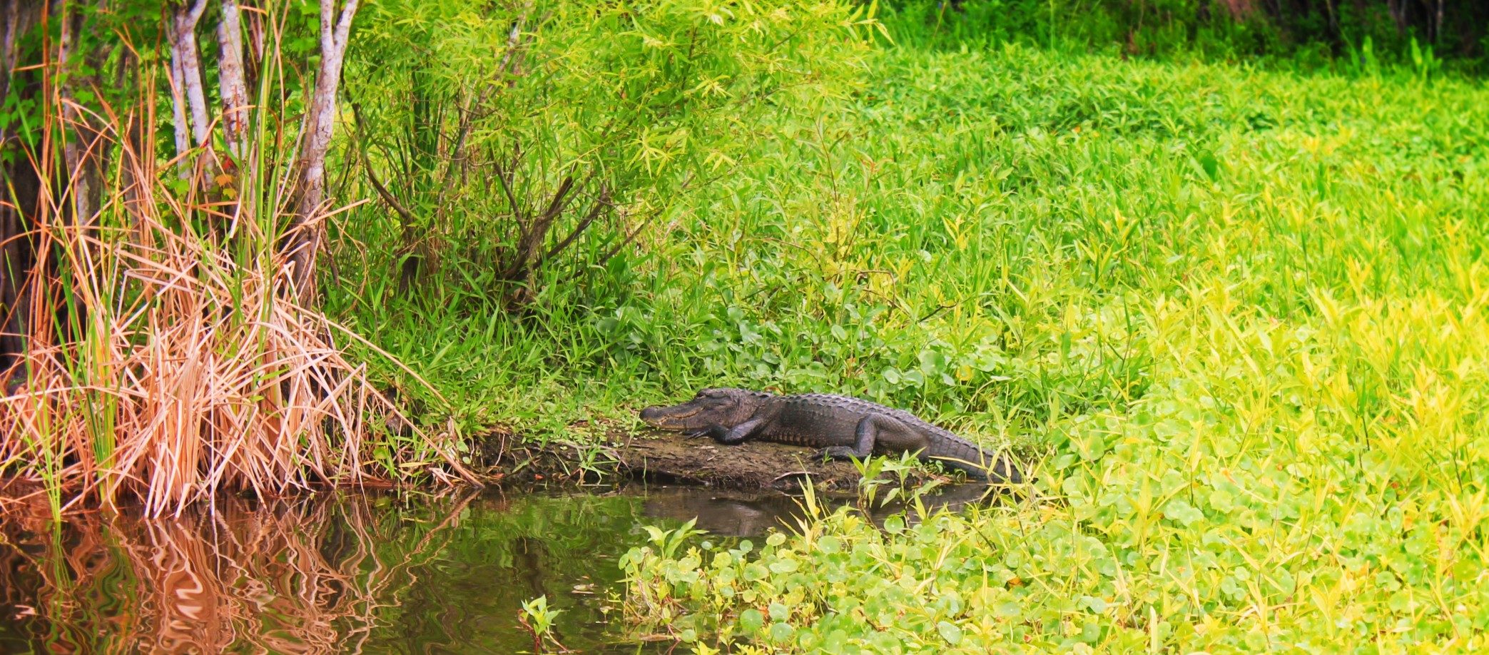 Alligator and lilypads at De Leon Springs State Park Daytona Beach 2