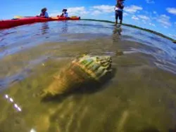 Crown Conch underwater at GTM Reserve St Augustine 2