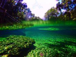 Crystal clear water at Blue Spring State Park Daytona Beach 2