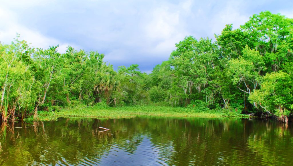 Cypress Trees and marsh on Ecotour at De Leon Springs State Park