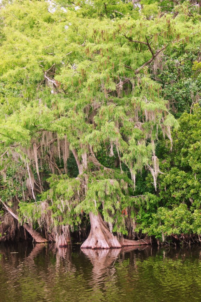 Cypress Trees and marsh on Ecotour at De Leon Springs State Park