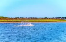 Dolphins in Matanzas River during St Augustine Ecotours 3