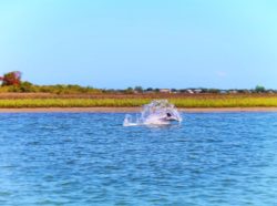 Dolphins in Matanzas River during St Augustine Ecotours 4
