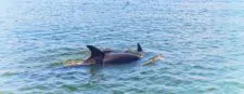 Dolphins in Matanzas River during St Augustine Ecotours 6