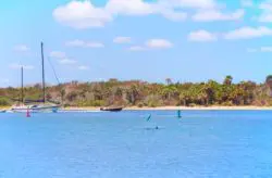 Dolphins in Matanzas River kayaking Ripple Effect Ecotours St Augustine 1