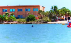 Dolphins in Matanzas River kayaking Ripple Effect Ecotours St Augustine 2