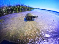 Hermit crab on mud at GTM Reserve St Augustine 1
