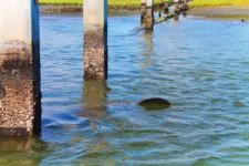 Manatee in Matanzas River during St Augustine Ecotours 1