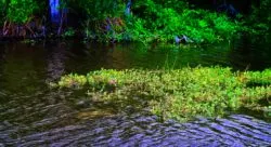 Manatee underwater on Ecotour at De Leon Springs State Park Daytona Beach 1