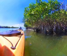 Mangroves when kayaking at GTM Reserve St Augustine 1