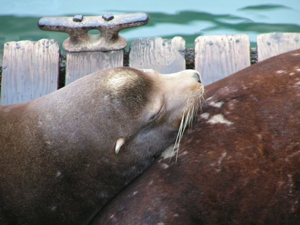 Sea Lions on dock in Newport Oregon 1