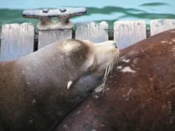 Sea Lions on dock in Newport Oregon 1