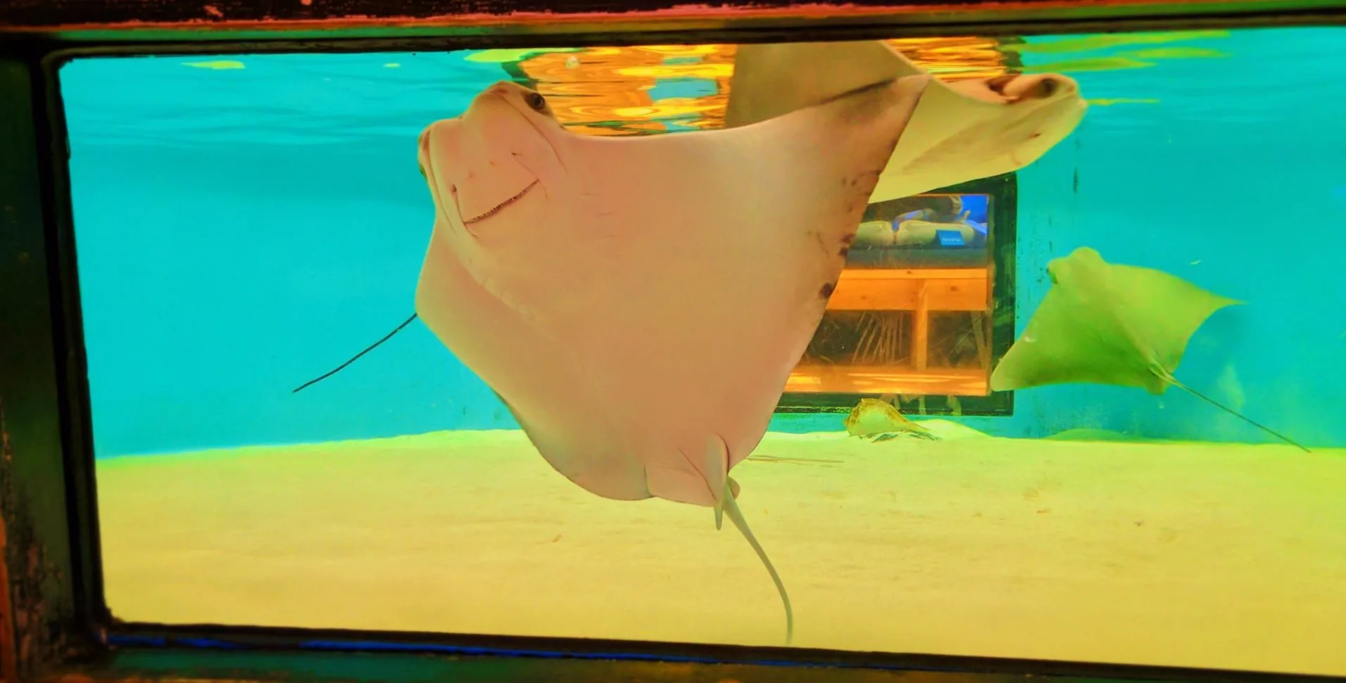 Skate Tank at Ponce Inlet Marine Science Center 1