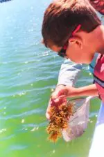 Taylor Family Exploring sargassum seaweed St Augustine Ecotours 1