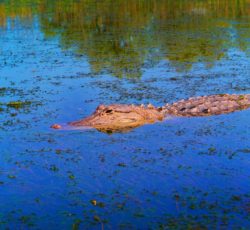 Alligator on Airboat in Mobile Alabama Delta 2b