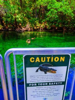 Alligator safety sign at Blue Spring State Park Daytona Beach 1