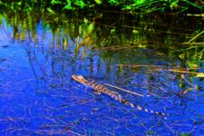 Baby alligator in Mobile River Delta from Airboat Mobile Alabama 6