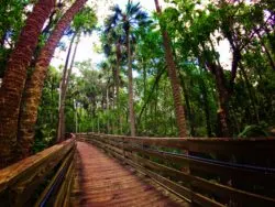 Boardwalk hiking at Blue Spring State Park Daytona Beach 1