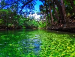 Crystal clear water at Blue Spring State Park Daytona Beach 7