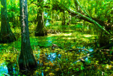 Deep Lake trail Big Cypress National Preserve from Flickr cc Florida Hikes 1