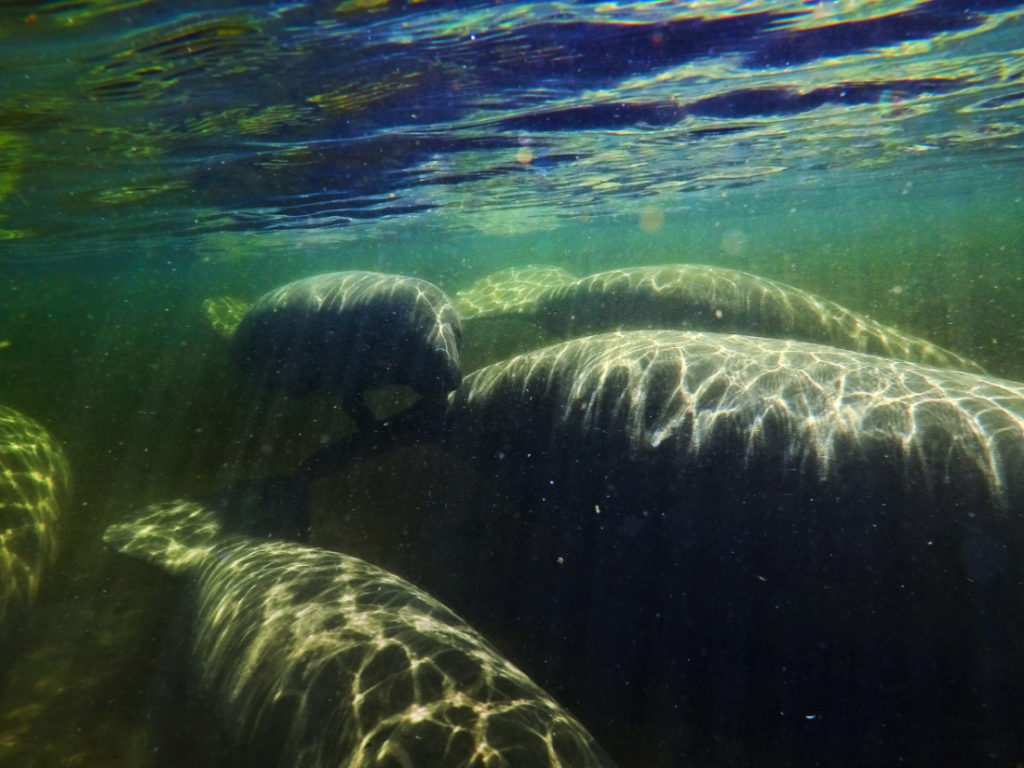 Family of manatees underwater at Blue Spring State Park Florida 1