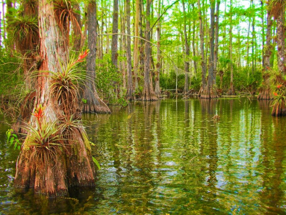 Gator Hook swamp courtesy of Big Cypress National Preserve 1
