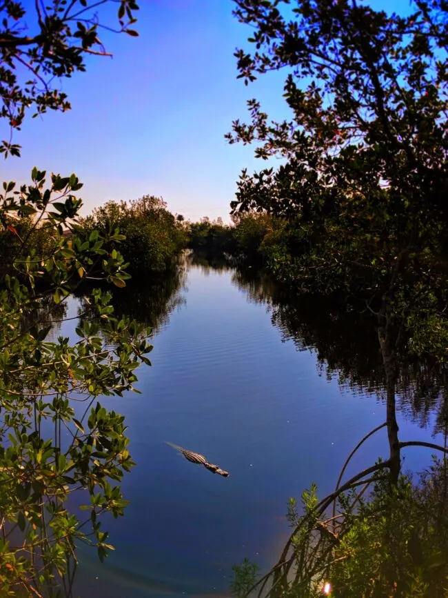 Resting Alligator in Big Cypress National Preserve 8