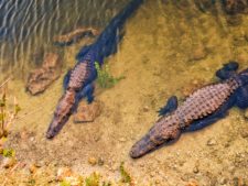 Resting-Alligators-at-Sunset-in-Big-Cypress-National-Preserve-2-225x169.jpg
