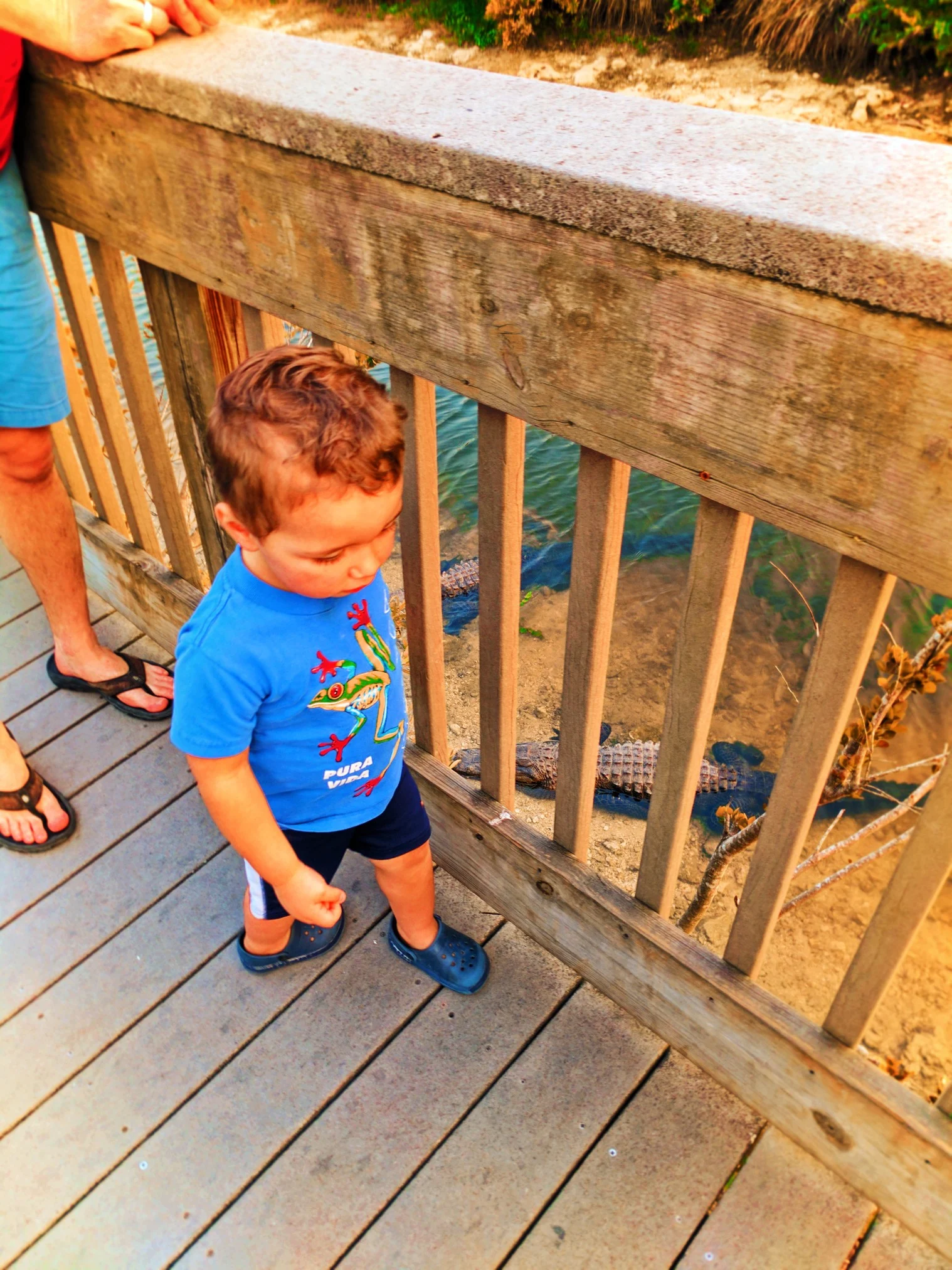 Taylor Family and Alligator at Big Cypress National Preserve 1