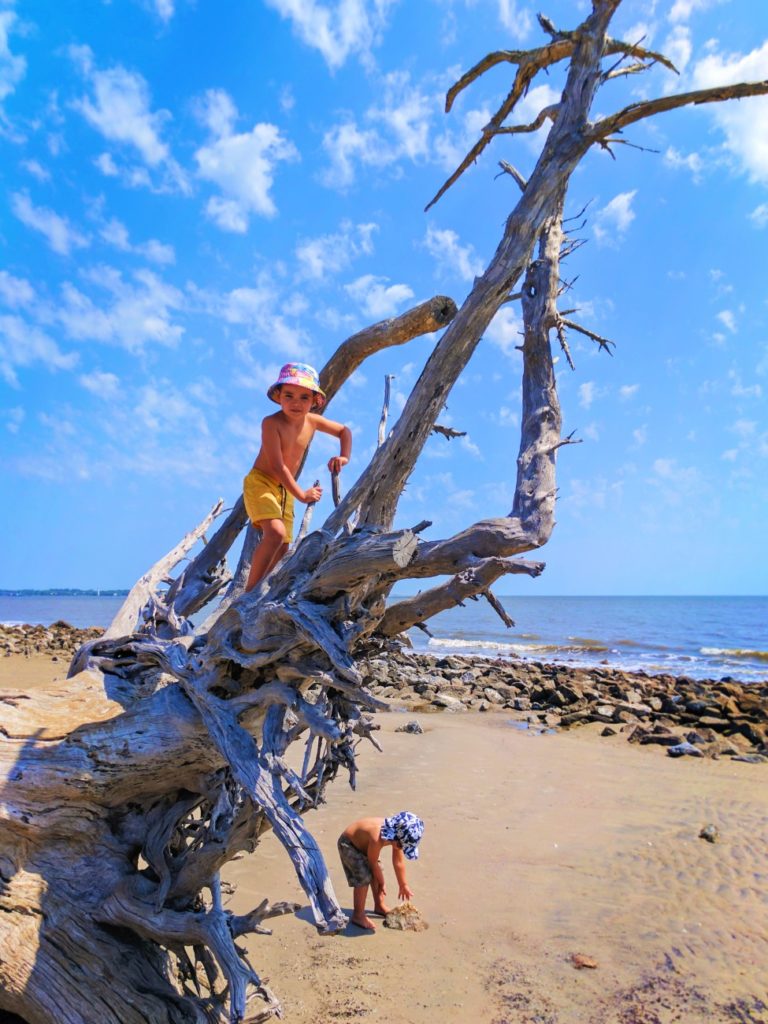 Taylor Family at Driftwood Beach Jekyll Island Golden Isles 7