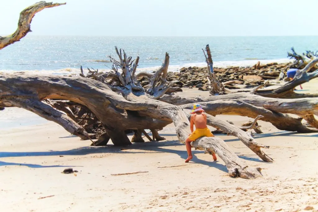 Taylor Family exploring Driftwood Beach Jekyll Island Golden Isles 10