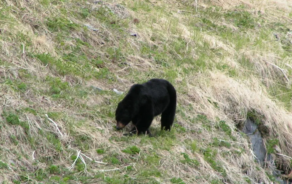 Black Bear on Hillside Olympic National Park