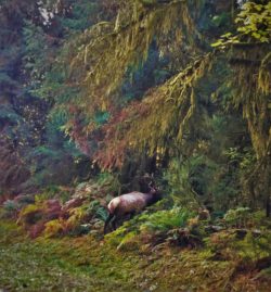 Bull-Elk-Hoh-Rainforest-Olympic-National-Park-4-250x269.jpg