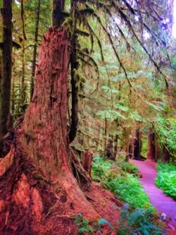 Cedar nursery log in Rainforest Sol Duc Olympic National Park 2