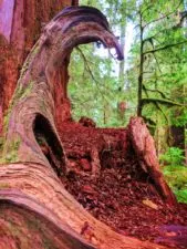 Cedar nursery log in Rainforest Sol Duc Olympic National Park 3