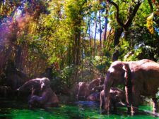 Elephant bathing pool Jungle Cruise Adventureland Disneyland 1