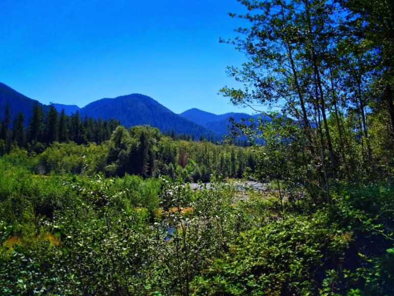 HOH Forest