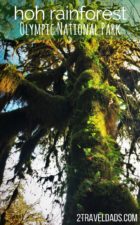 Exploring the Hoh Rain Forest in Olympic National Park with kids is so cool. Ancient trees dripping with moss, fungi and herds of Roosevelt elk. 2traveldads.com