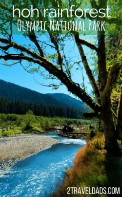 Exploring the Hoh Rain Forest in Olympic National Park with kids is so cool. Ancient trees dripping with moss, fungi and herds of Roosevelt elk. 2traveldads.com