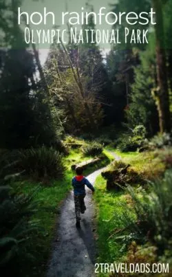 Exploring the Hoh Rain Forest in Olympic National Park with kids is so cool. Ancient trees dripping with moss, fungi and herds of Roosevelt elk. 2traveldads.com